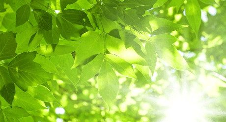 Träd med gröna blad. 